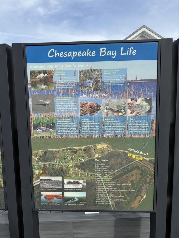 Chesapeake Bay Life. Click for full size. Chesapeake Bay Life image. Click for full size.
