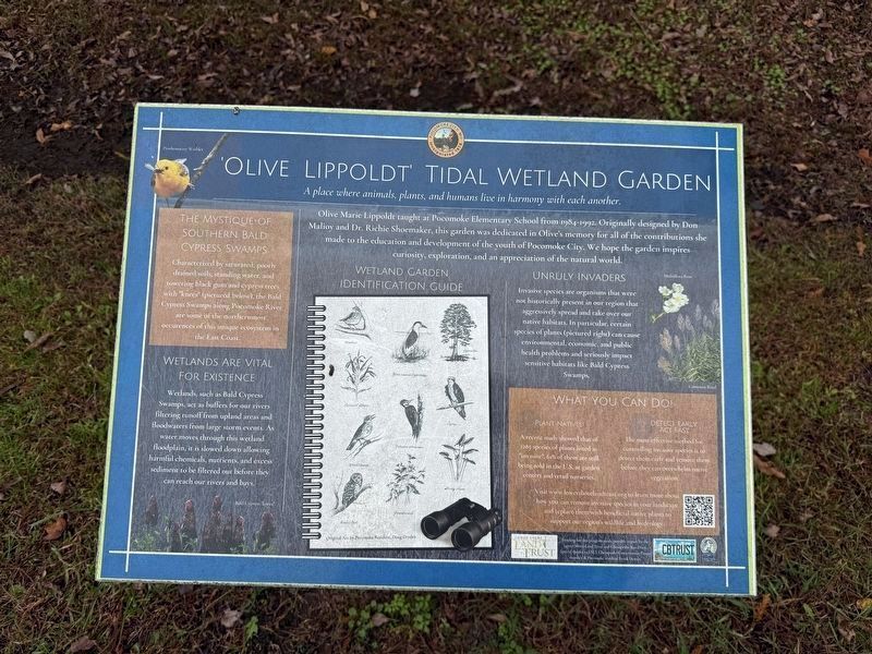 'Olive Lippoldt' Tidal Wetland Garden signage. Click for full size. 'Olive Lippoldt' Tidal Wetland Garden signage image. Click for full size.