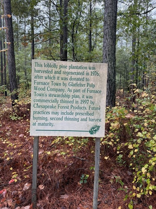 Loblolly Pine Plantation Marker image. Click for full size.