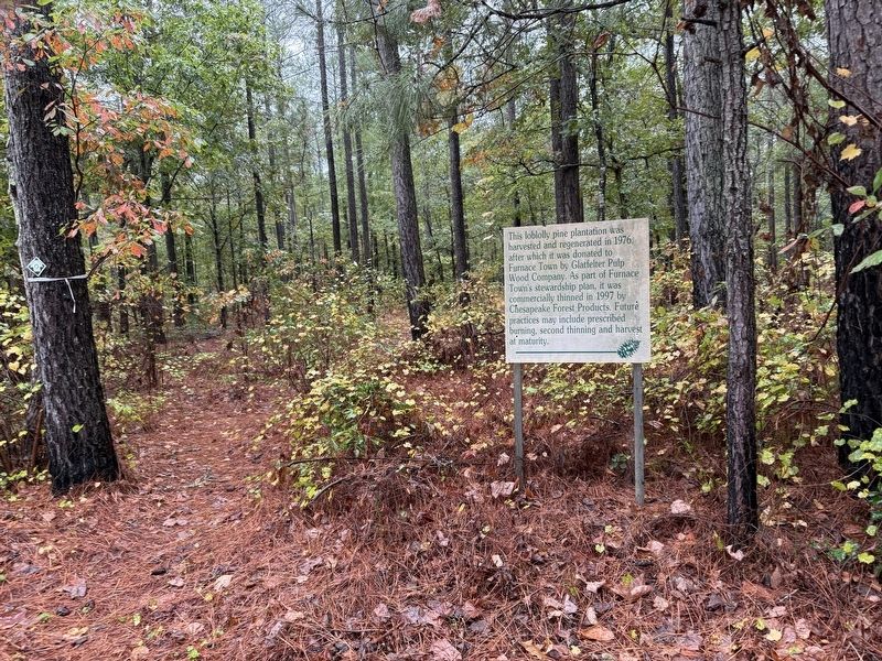 Loblolly Pine Plantation Marker image. Click for full size.