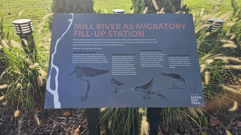 Mill River as Migratory Fill-Up Station image. Click for full size.