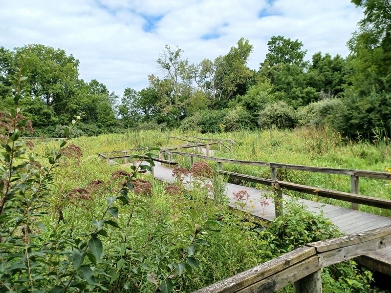Myeerah Freshwater Marsh Boardwalk. Click for full size. Myeerah Freshwater Marsh Boardwalk image. Click for full size.