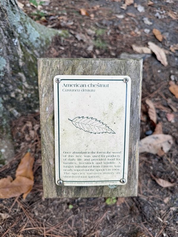 American chestnut Marker image. Click for full size.