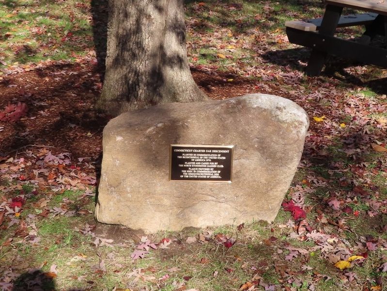 Connecticut Charter Oak Descendent Marker. Click for full size. Connecticut Charter Oak Descendent Marker image. Click for full size.
