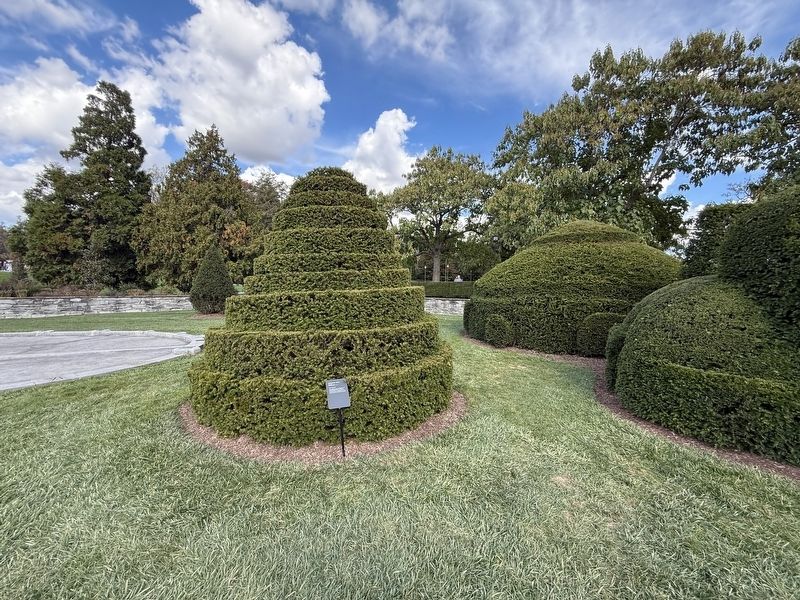 The English Yew in the Topiary Garden image. Click for full size.