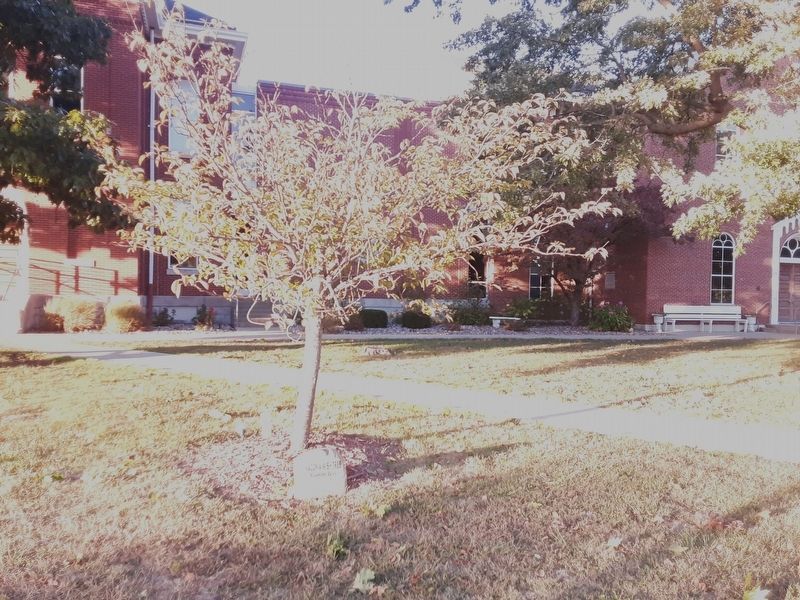 Macon A Wish Tree and Marker image. Click for full size.