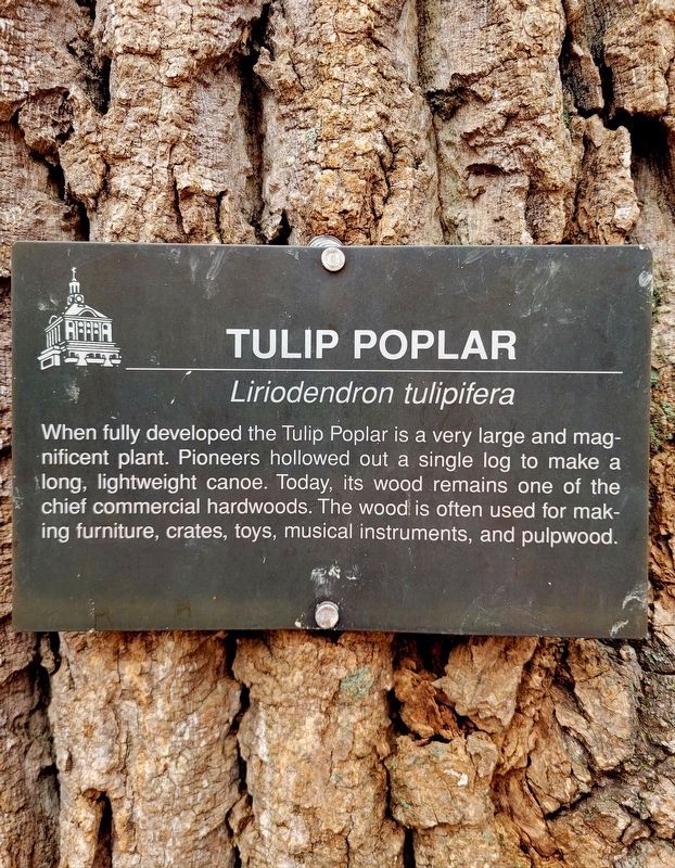 Tulip Poplar Marker image. Click for full size.
