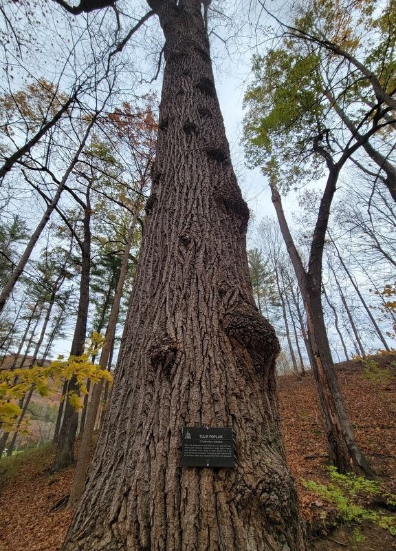 Tulip Poplar Marker image. Click for full size.