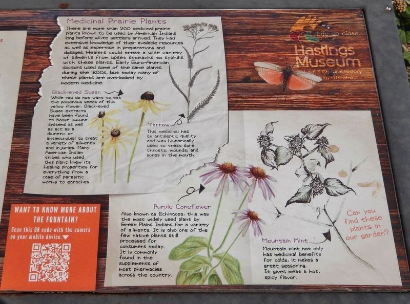 Medicinal Prairie Plants Marker (<i>detail</i>). Click for full size. Medicinal Prairie Plants Marker (<i>detail</i>) image. Click for full size.
