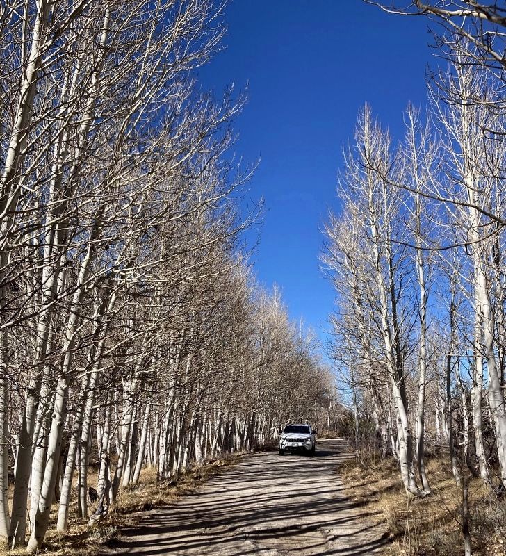 Quaking Aspen image. Click for full size.