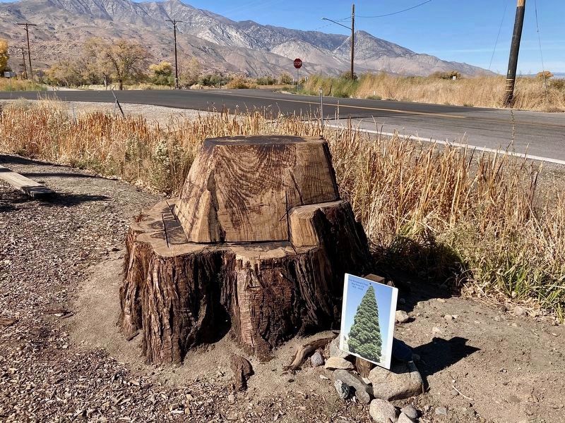 The Roosevelt Tree image. Click for full size.