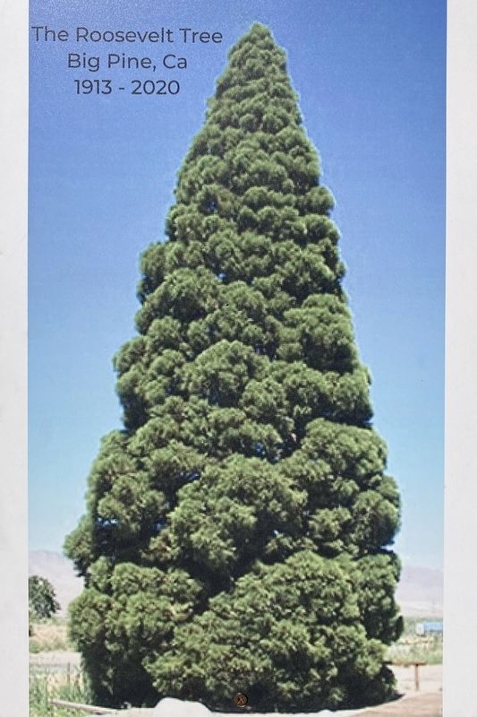 The Roosevelt Tree 1913-2020 image. Click for full size.