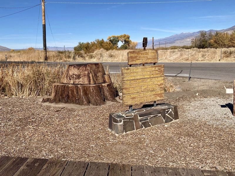 The Roosevelt Tree Marker image. Click for full size.