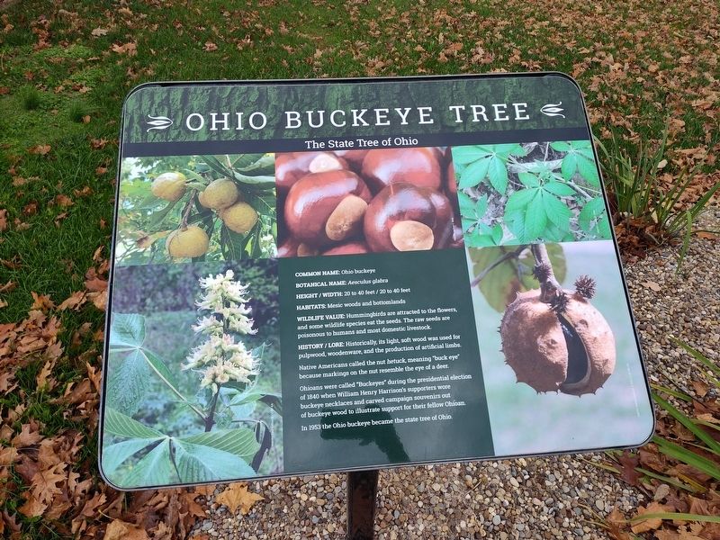 Ohio Buckeye Tree Marker image. Click for full size.