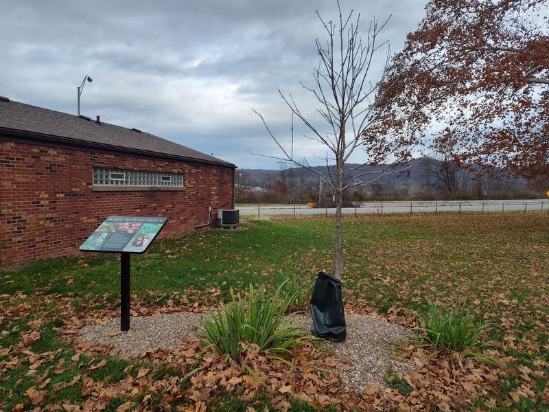 Ohio Buckeye Tree Marker image. Click for full size.