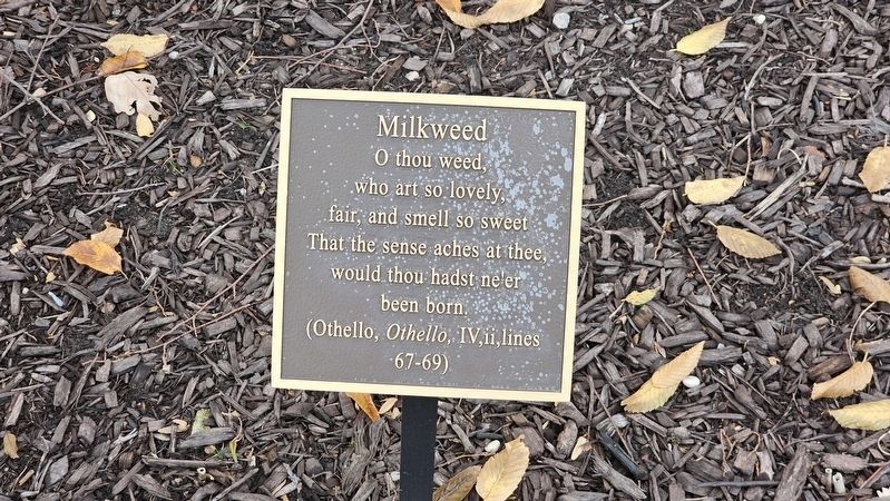 Milkweed image. Click for full size.