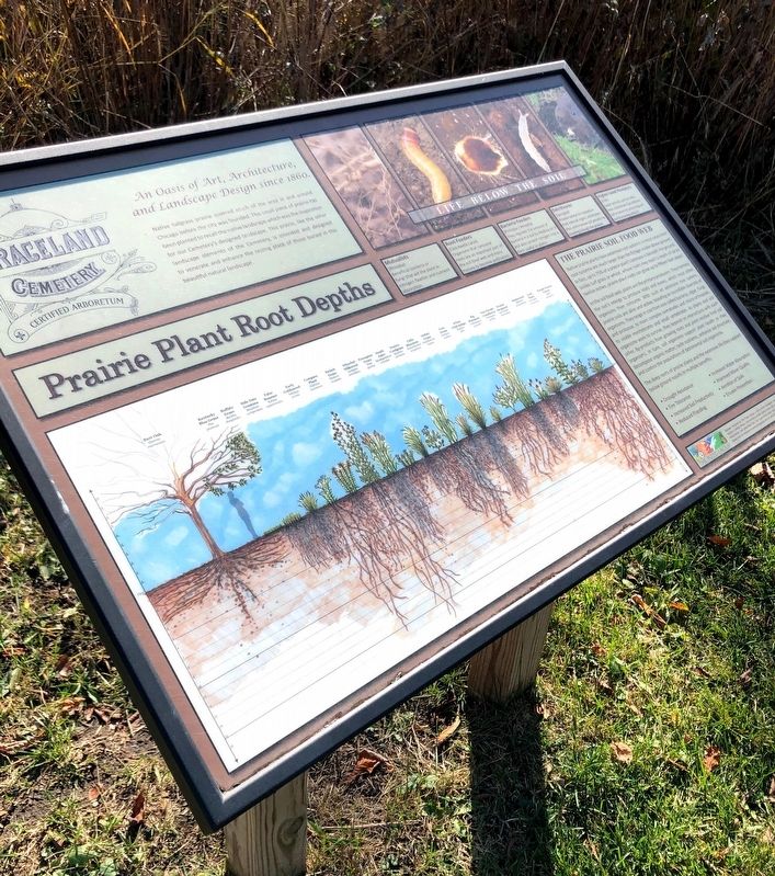 Prairie Plant Root Depths Marker. Click for full size. Prairie Plant Root Depths Marker image. Click for full size.