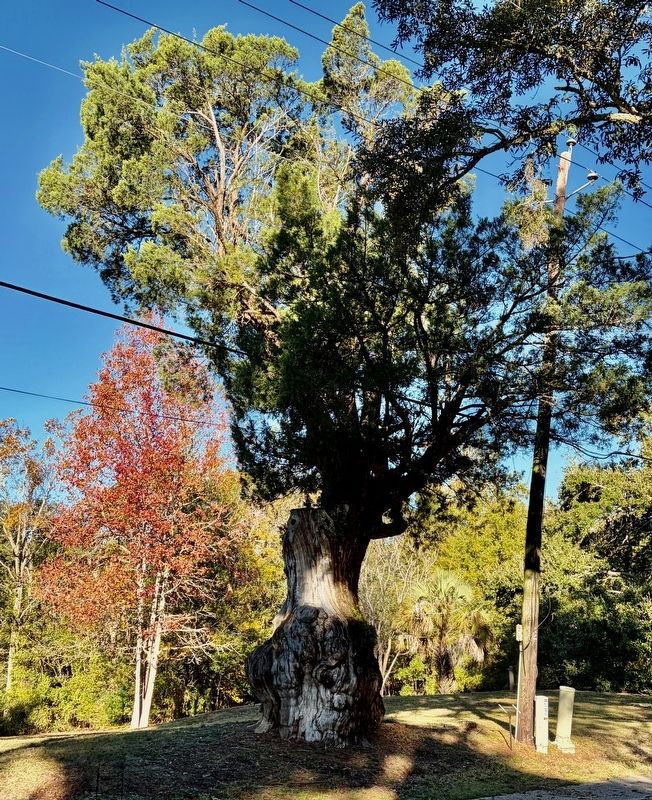 Ocean Springs Tree Gnarly Tree.. Click for full size. Ocean Springs Tree Gnarly Tree. image. Click for full size.