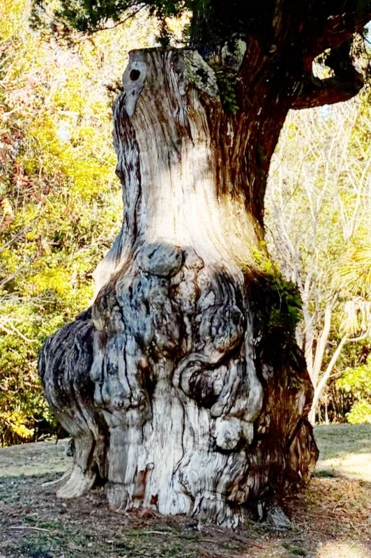 Closeup of the Gnarly part of the tree,. Click for full size. Closeup of the Gnarly part of the tree, image. Click for full size.