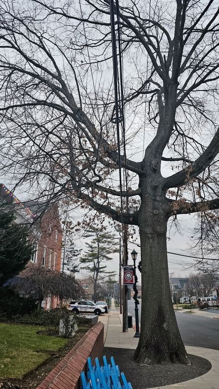Vietnam War Memorial Tree. Click for full size. Vietnam War Memorial Tree image. Click for full size.
