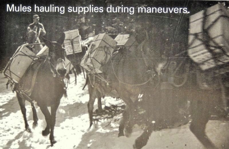 Marker detail: Mules hauling supplies during maneuvers image. Click for full size.