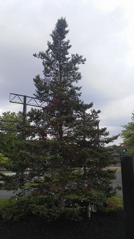 America's First Christmas Tree. Click for full size. America's First Christmas Tree image. Click for full size.