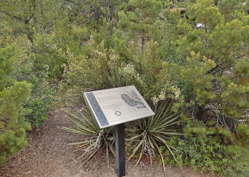 Yucca Marker image. Click for full size.