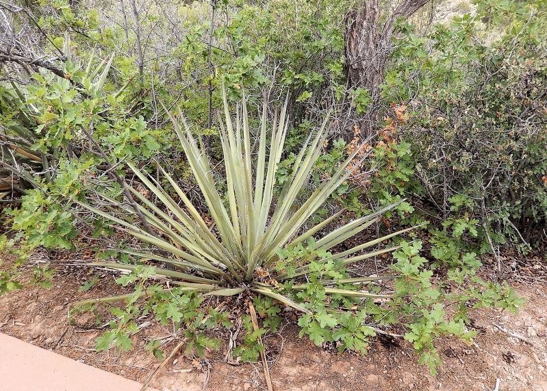 Yucca image. Click for full size.
