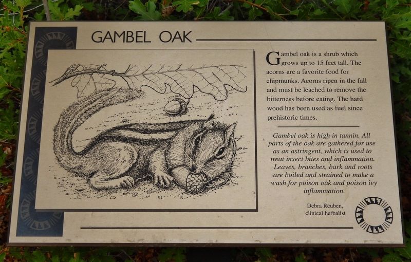 Gambel Oak Marker image. Click for full size.