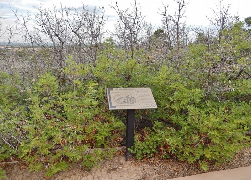Gambel Oak Marker image. Click for full size.