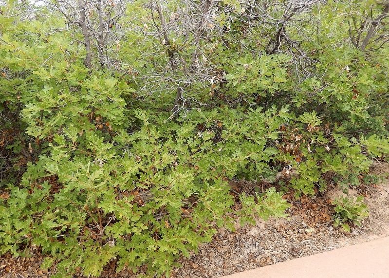 Gambel Oak image. Click for full size.