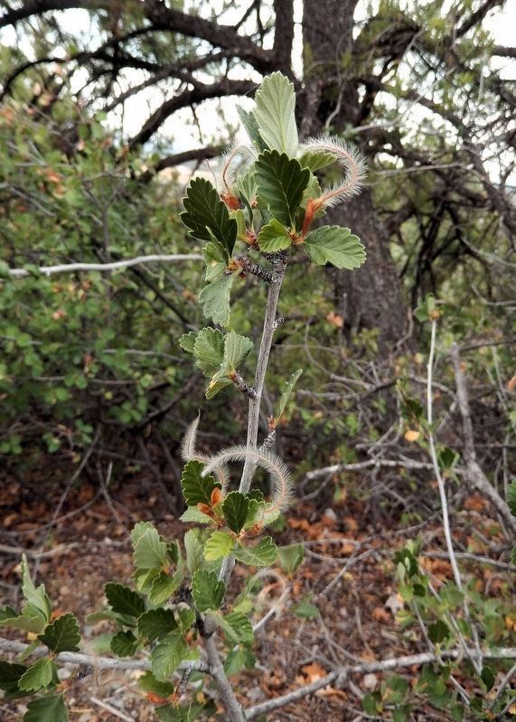 Mountain Mahogany Seeds. Click for full size. Mountain Mahogany Seeds image. Click for full size.
