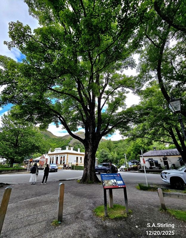 The Mary Cotter Tree Marker image. Click for full size.