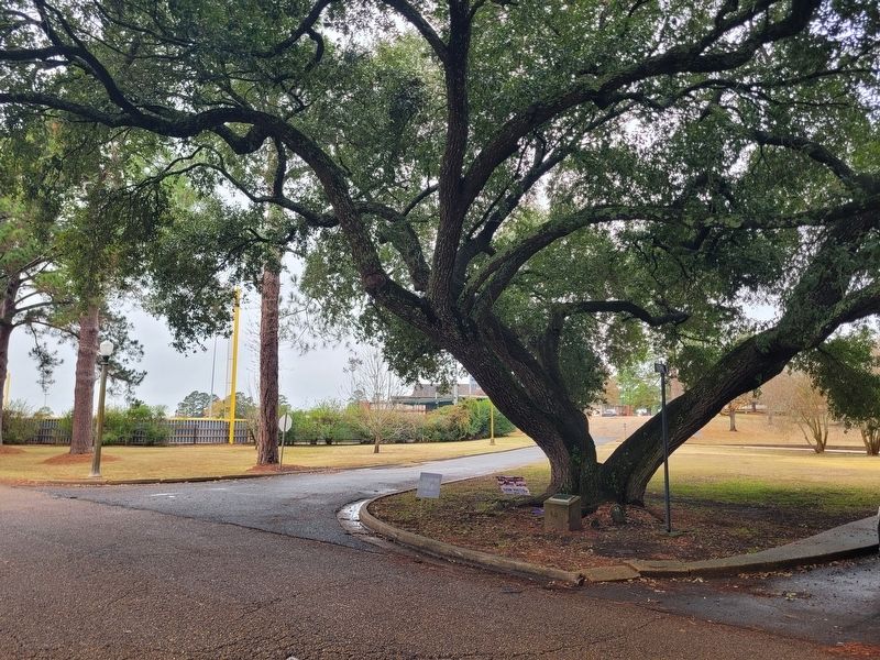 The Freedom Tree and Marker image. Click for full size.
