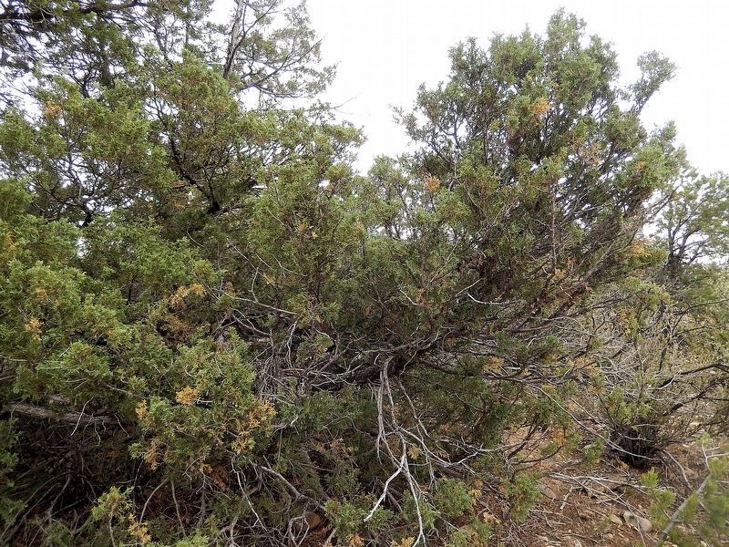 Utah Juniper. Click for full size. Utah Juniper image. Click for full size.