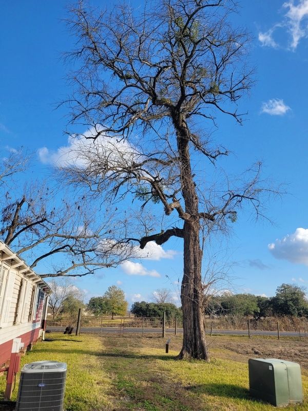 Jujube Trees Marker. Click for full size. Jujube Trees Marker image. Click for full size.