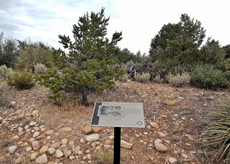 Piñon Marker. Click for full size. Piñon Marker image. Click for full size.