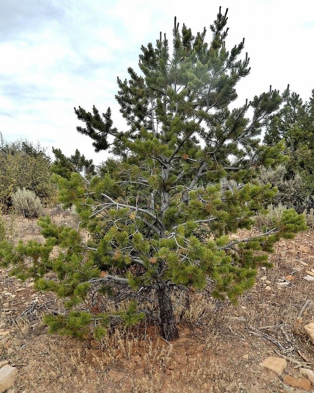 Piñon. Click for full size. Piñon image. Click for full size.