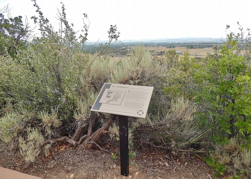 Big Sagebrush Marker. Click for full size. Big Sagebrush Marker image. Click for full size.