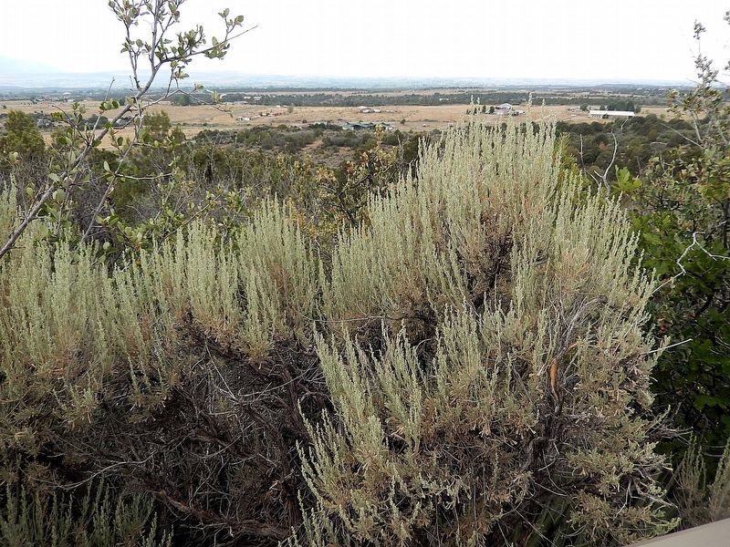Big Sagebrush. Click for full size. Big Sagebrush image. Click for full size.