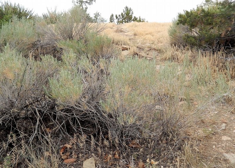 Rabbitbrush image. Click for full size.