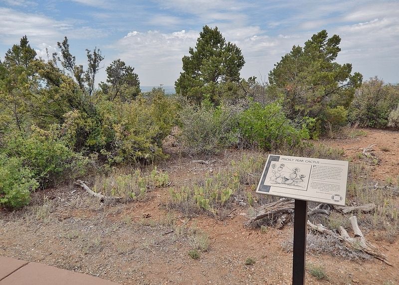 Prickly Pear Cactus Marker image. Click for full size.