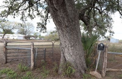 Charter Oak Marker. Click for full size. Charter Oak Marker image. Click for full size.
