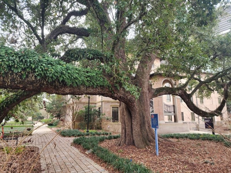 Bicentennial Oak Marker. Click for full size. Bicentennial Oak Marker image. Click for full size.