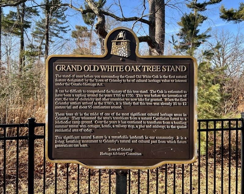 Grand Old White Oak Tree Stand Marker. Click for full size. Grand Old White Oak Tree Stand Marker image. Click for full size.