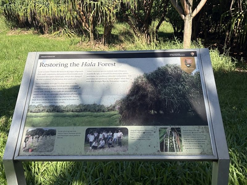 Restoring the Hala Forest Marker image. Click for full size.