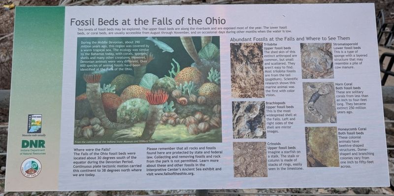 Fossil Beds at the Falls of the Ohio. Click for full size. Fossil Beds at the Falls of the Ohio image. Click for full size.