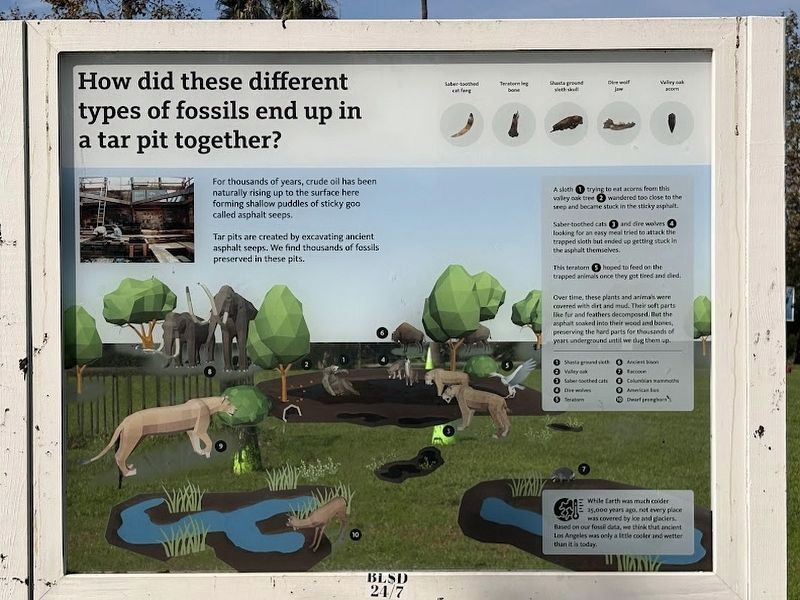 How did these different types of fossils end up in a tar pit together? Marker image. Click for full size.