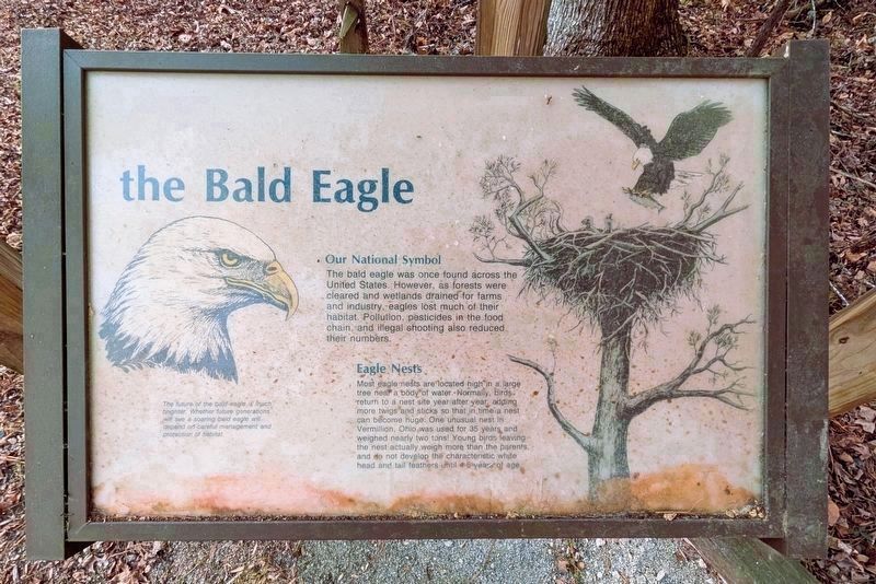 the Bald Eagle. Click for full size. the Bald Eagle image. Click for full size.
