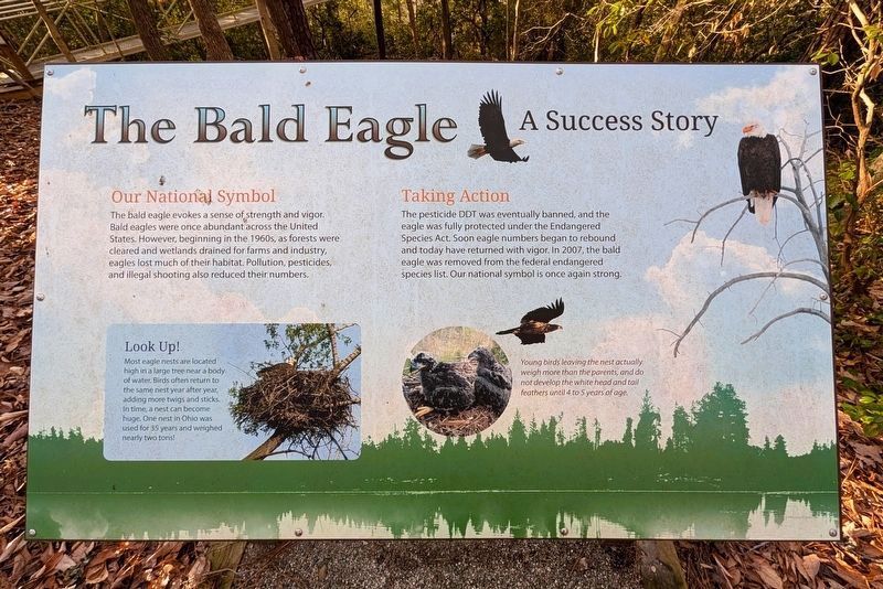 The Bald Eagle. Click for full size. The Bald Eagle image. Click for full size.